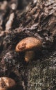 Closeup of the mushrooms on the tree, a vertical shot