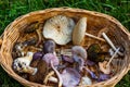 Closeup of mushrooms in a woven basket