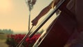 Close up musical bow moving on strings in unknown woman hands in flower garden. Royalty Free Stock Photo