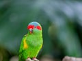 Closeup of a Musk lorikeet perched on a tree branch with a blurry background Royalty Free Stock Photo