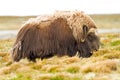 Closeup of muskox in the fields of Norway during daylight Royalty Free Stock Photo