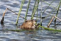 Closeup of a muskrat eating green reeds