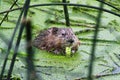 Closeup of a muskrat eating green reeds Royalty Free Stock Photo