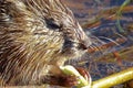 Closeup of a muskrat head and claws