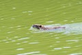 Closeup of a muskrat Ondatra zibethicus or nutria Myocastor coypus rodent