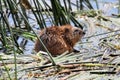 Closeup of a muskrat sitting in water on reeds