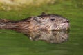 Closeup of Muskrat Swimming - Ontario, Canada