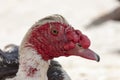 Closeup of a musky duck Cairina Moschata