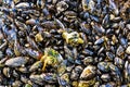 Closeup on Mussels Shellfish Attached to Rock by Sea Shore Royalty Free Stock Photo