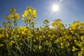 Closeup of mustard seed plant