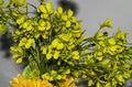 Closeup of mustered plant flowers