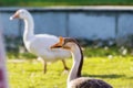 Closeup of a Mute Swan Bird head with colorful out of focus back Royalty Free Stock Photo