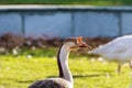 Closeup of a Mute Swan Bird head with colorful out of focus back Royalty Free Stock Photo