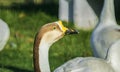 Closeup of a Mute Swan Bird head