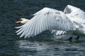 A mute swan landing on the water Royalty Free Stock Photo