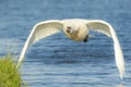 Closeup of a mute swan Cygnus olor in flight take-off Royalty Free Stock Photo