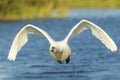 Closeup of a mute swan Cygnus olor in flight take-off Royalty Free Stock Photo