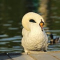 Closeup of mute swan in the park