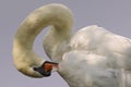 Closeup mute swan