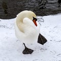 Closeup Mute Swan on Snow