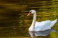 A closeup of a mute swan swimming in a pond