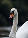 Closeup of a mute swan on Vltava river in Prague Czech Republic