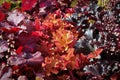 Closeup of mutliple colored coral bell plants Royalty Free Stock Photo