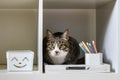 Closeup muzzle of cute funny cat sitting in cupboard shelf relaxing spending time at home