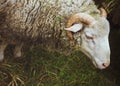 Closeup muzzle sheep