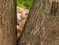 Closeup of the muzzle of a sleeping North American river otter & x28;Lontra canadensis& x29; behind a tree