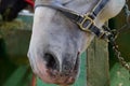 Closeup muzzle of white horse