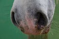 Closeup muzzle of white horse