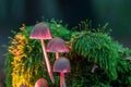 Closeup of Mycena haematopus fungus with green moss in the background Royalty Free Stock Photo