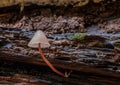 Closeup of the Mycena Haematopus mushroom grown up in the wood on a blurry background Royalty Free Stock Photo