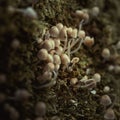 Closeup of Mycena leptocephala, commonly known as the nitrous bonnet. Royalty Free Stock Photo