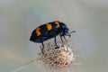 Closeup of a mylabris variabilis on a dry flowering plant Royalty Free Stock Photo