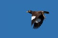 Close up Mynah Bird Flying in The Air Isolated on Blue Sky Royalty Free Stock Photo