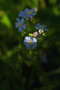 Closeup Myosotis scorpioides blue flowers Royalty Free Stock Photo