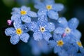 Closeup of Myosotis sylvatica also known as forget-me-not, tiny blue flowers Royalty Free Stock Photo