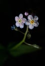 Closeup of  Myosotis sylvatica growing in the garden on a dark background Royalty Free Stock Photo