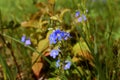 Closeup of Myosotis sylvatica on spring meadow Royalty Free Stock Photo