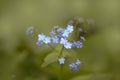 Closeup of Myosotis sylvatica, the wood forget-me-not or woodland forget-me-not blue little flowers Royalty Free Stock Photo