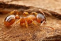 Closeup of myrmica ant Royalty Free Stock Photo