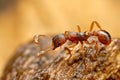 Closeup of myrmica ant Royalty Free Stock Photo