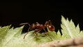 Closeup of a myrmica rubra standing on a green maple leaf on the dark background