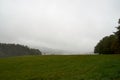 Closeup of mystical fog forest. Mist and low hanging clouds moving through trees