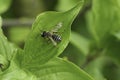 Closeup on a n aged and worn male of the Yellow-legged mining bee, Andrena flavipes sitting with spread wings Royalty Free Stock Photo