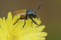 Closeup n a small orange leaf beetle, Cryptocephalus rugicollis, sitting in a yellow flower Royalty Free Stock Photo