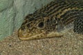 Closeup on the n Sudan plated lizard, Gerrhosaurus major Royalty Free Stock Photo