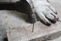 Carpenter hands using hammer hit the nail on wood Royalty Free Stock Photo